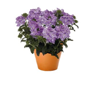 Verbena - Empress Flare Lavender Blue